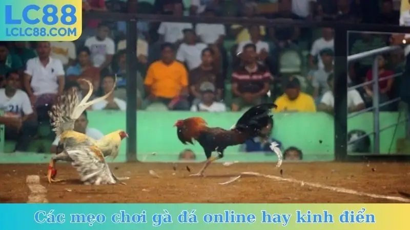 Các mẹo chơi gà đá online hay kinh điển